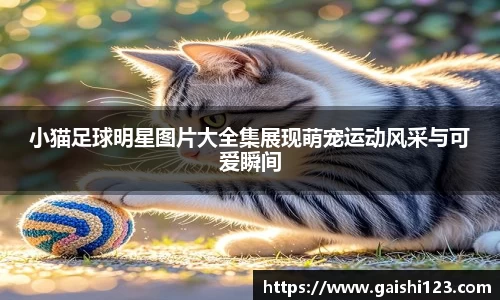 小猫足球明星图片大全集展现萌宠运动风采与可爱瞬间
